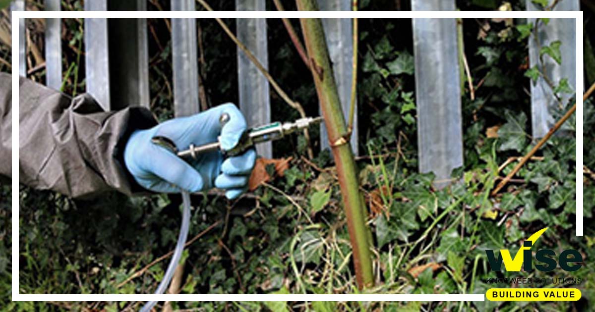 When you book a survey with Wise Knotweed Solutions you are putting your property into the hands of Scotland's leading invasive weeds experts.