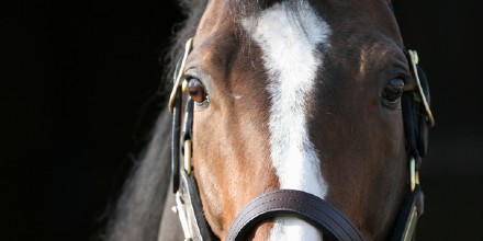 BristolUni's tweet photo. A new 🐴 @Bristol_Vets &amp; @racingtorelate study will develop a global welfare standard for ex thoroughbred 🏇 #racehorses as they transition from racetrack to therapy horse helping veterans, children with disabilities and people with mental health issues.

https://t.co/wKu9zF170C https://t.co/bMTVx6f32x
