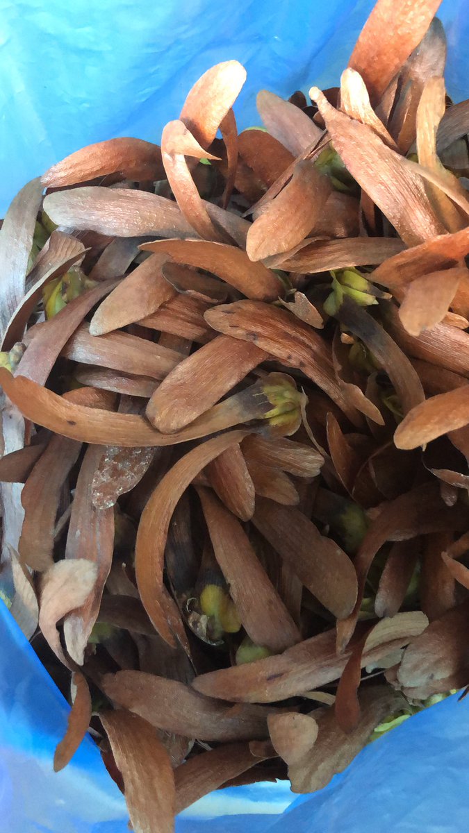 A forest in a bag. Sorted and planted 957 seeds today, mostly shoreas and some Scaphium macropodum. 
#plantforestsnottrees #seedsarelife
#dipterocarpus