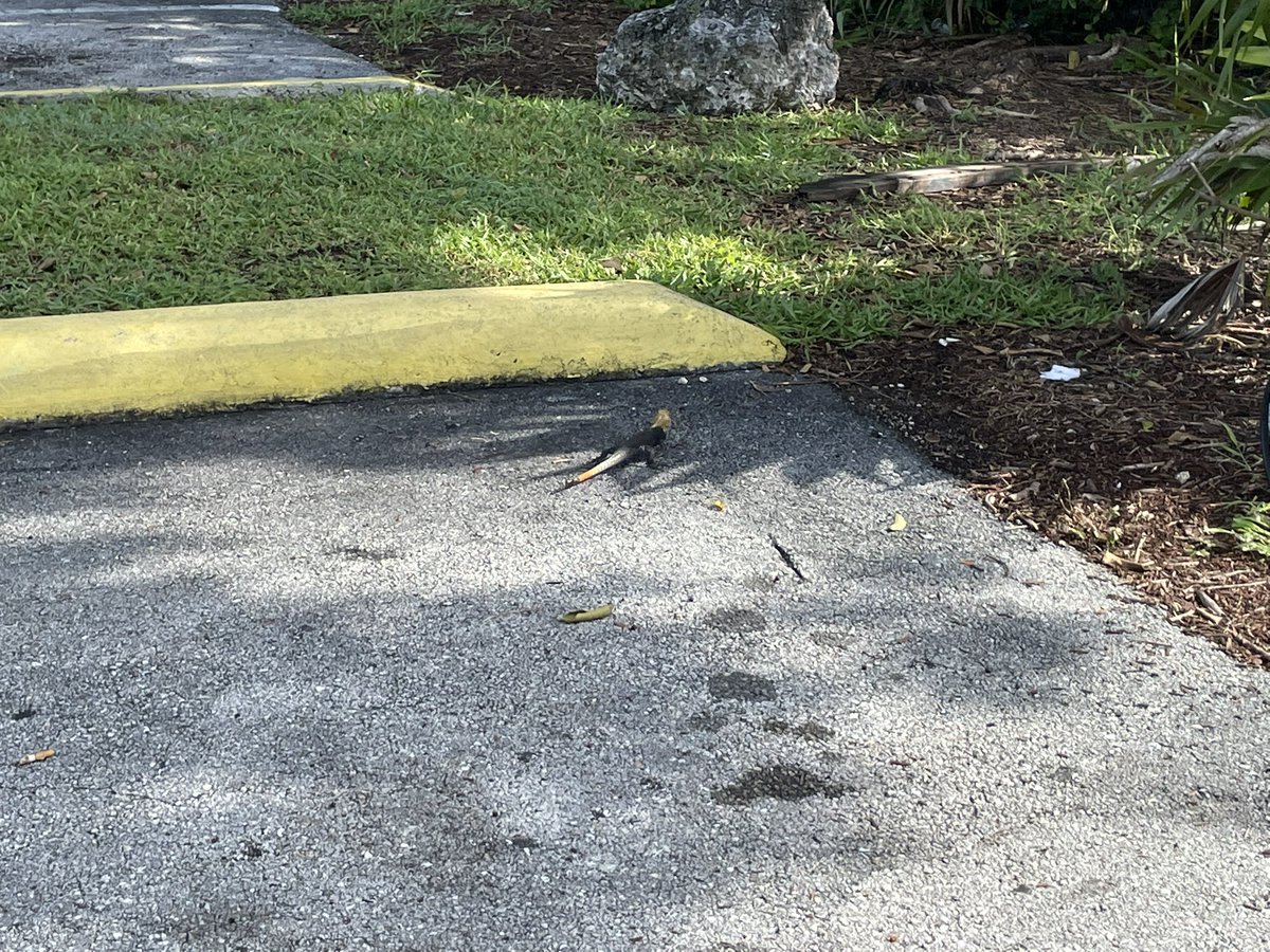 bClickClack's tweet photo. Paging #lizardtwitter what is this?! Seen in Key Largo. ๐ https://t.co/cOZ1oRx04Q