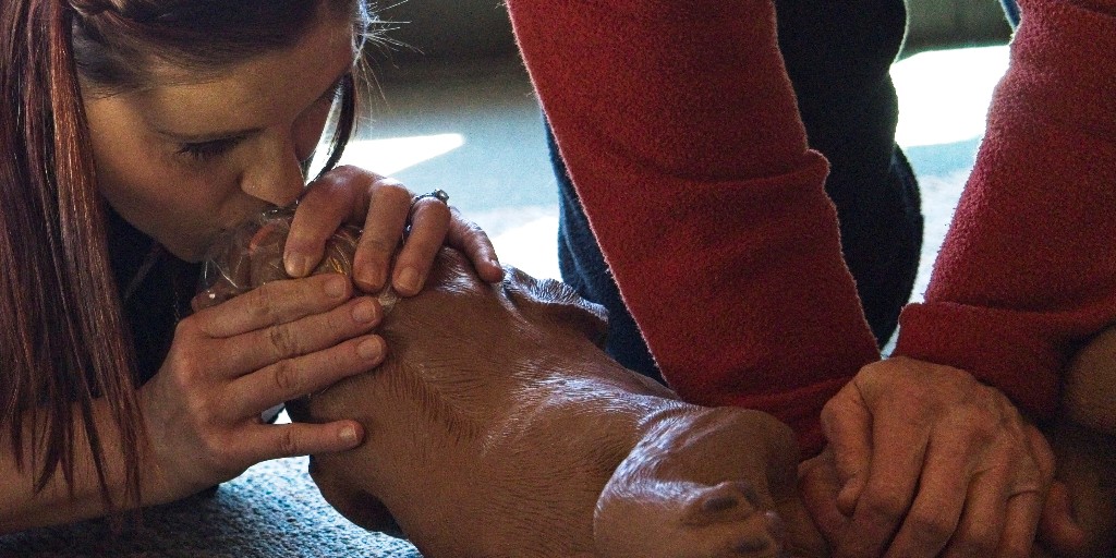 K9FirstAid_CPR's tweet image. Get K9 First-Aid and CPR Certified! Signup today at k9firstaidandcpr.com #k9firstaidandcpr #savealife #dogs #learncpr #mouthtosnout #stayingalive