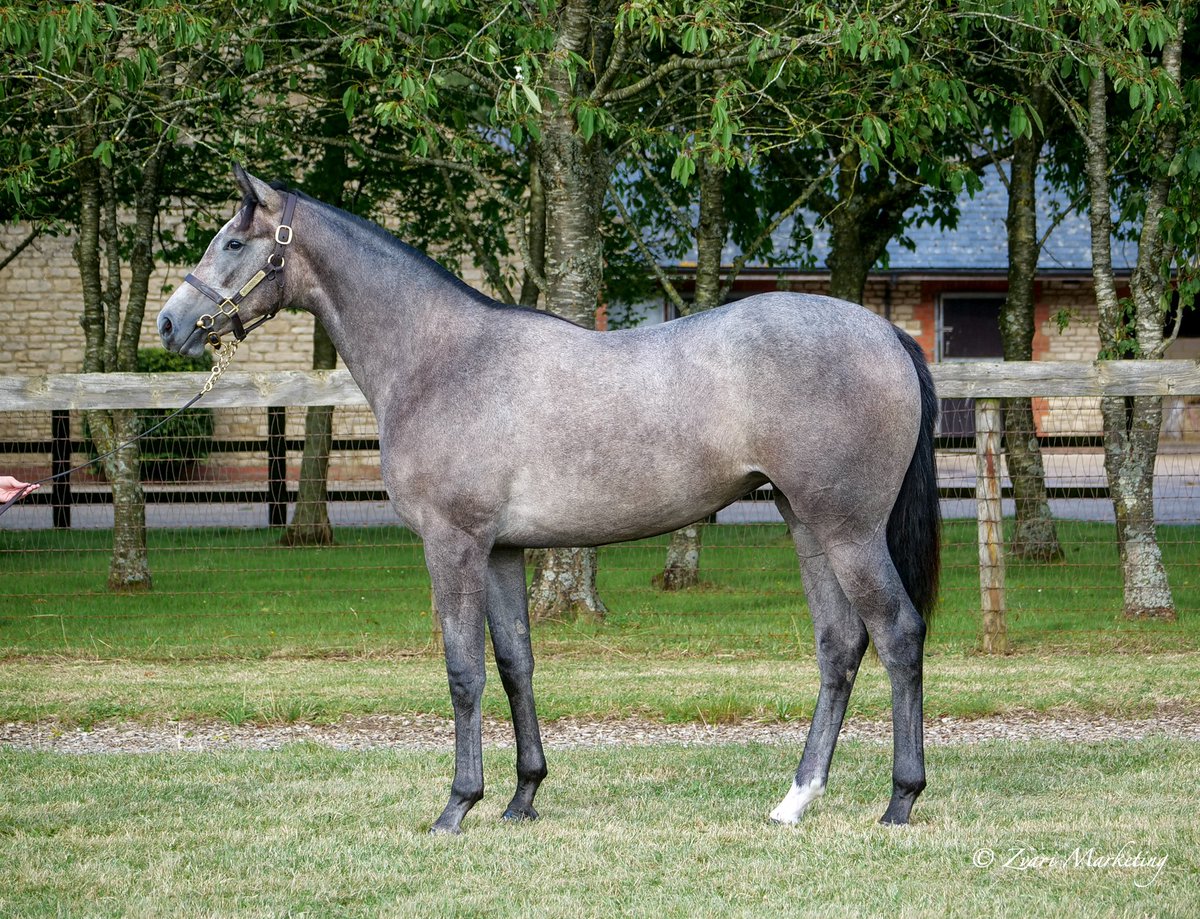 Kirtlington Stud (@kirtlingtonstud) on Twitter photo Somerville Sale Lot 137 Outstrip/Suerte Loca filly 100% <a href="/GB_Bonus/">Great British Bonus</a> <a href="/Tattersalls1766/">Tattersalls</a> <a href="/DarleyStallions/">Darley</a> Somerville Sale Lot 137 Outstrip/Suerte Loca filly 100% <a href="/GB_Bonus/">Great British Bonus</a> <a href="/Tattersalls1766/">Tattersalls</a> <a href="/DarleyStallions/">Darley</a>
