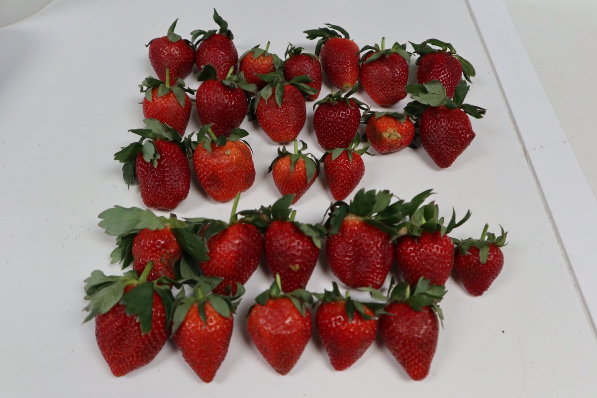 fruit_CARE's tweet photo. 🍑🍇 #FruitCARE 🍓🍑

📑 Hoja divulgativa Nº3 - Resultados de los protocolos de sustitución propuestos en el proyecto @fruit_CARE: FRESA. 

🍓🔎El objetivo fue evaluar una alternativa al #Difenoconazol en la producción y #calidad de la #fresa ➡️https://t.co/xxlrTp8fHW https://t.co/WEyZtDxugE