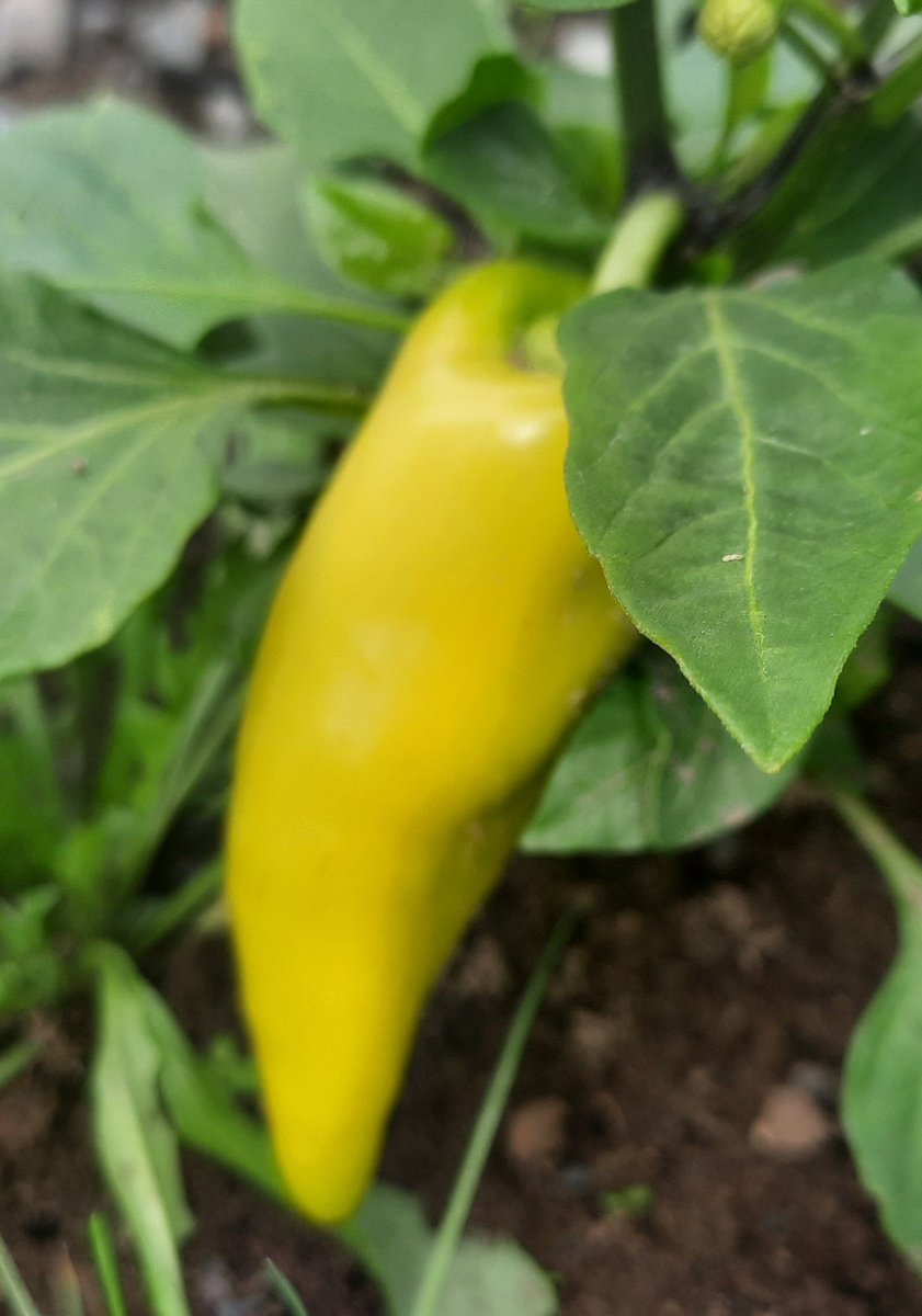 Still plenty of colour in our vegetable garden.. including pumpkins just in time for Halloween.