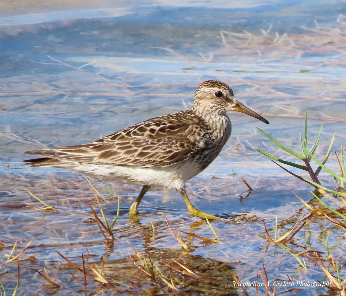 jcestero's tweet image. Happy World Shorebirds Day! 
#Anguilla #birdwatching #birdsofanguilla #sandpipers