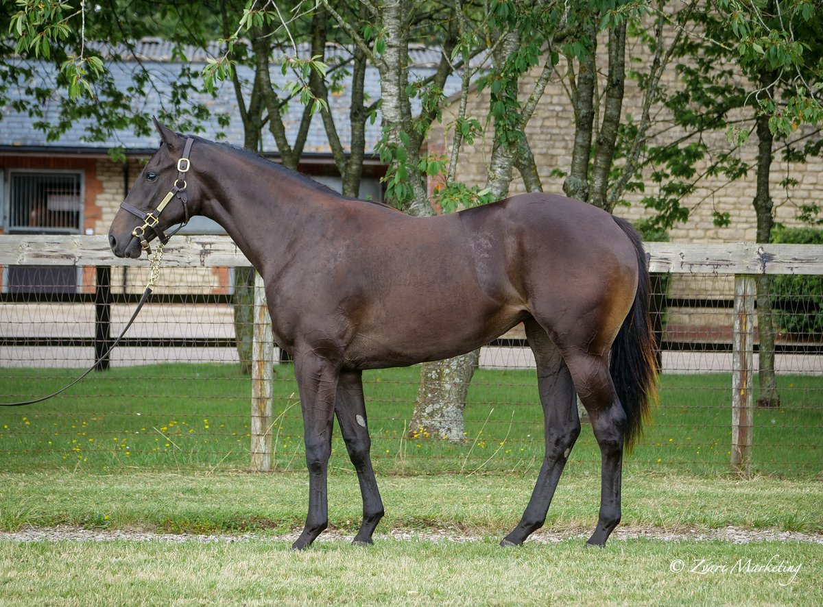 Kirtlington Stud (@kirtlingtonstud) on Twitter photo Somerville Sale Lot 141 Brazen Beau / Super Midge filly 100% <a href="/GB_Bonus/">Great British Bonus</a> <a href="/Tattersalls1766/">Tattersalls</a> <a href="/DarleyStallions/">Darley</a> Somerville Sale Lot 141 Brazen Beau / Super Midge filly 100% <a href="/GB_Bonus/">Great British Bonus</a> <a href="/Tattersalls1766/">Tattersalls</a> <a href="/DarleyStallions/">Darley</a>