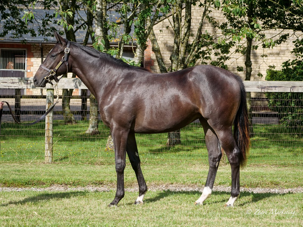 Kirtlington Stud (@kirtlingtonstud) on Twitter photo Somerville Sale Lot 260 Adaay / Emmuska filly 100% <a href="/GB_Bonus/">Great British Bonus</a> <a href="/Tattersalls1766/">Tattersalls</a> <a href="/WhitsburyManor/">Whitsbury Manor Stud</a> Somerville Sale Lot 260 Adaay / Emmuska filly 100% <a href="/GB_Bonus/">Great British Bonus</a> <a href="/Tattersalls1766/">Tattersalls</a> <a href="/WhitsburyManor/">Whitsbury Manor Stud</a>
