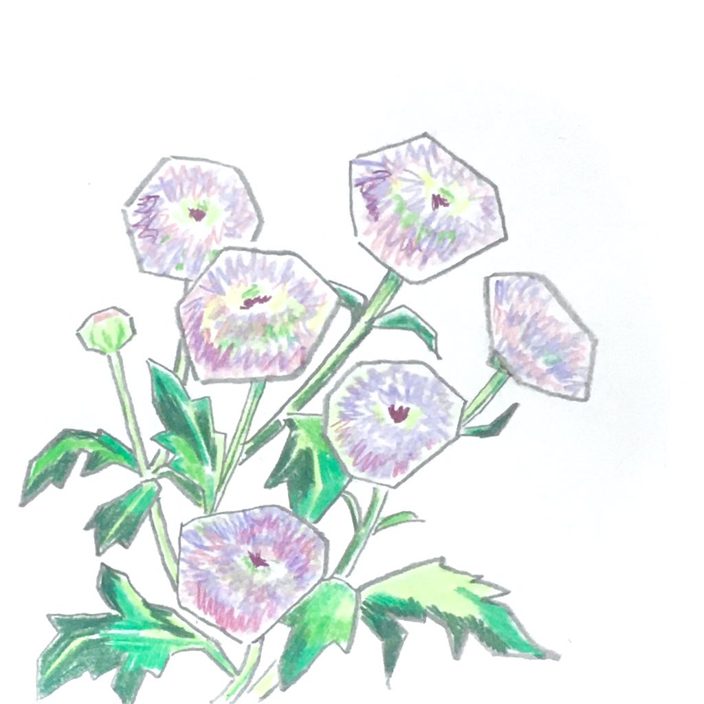 玉 イサキ 仏花のイメージが強かった菊だけど ピンポンマムを入口にだんだん好きになってきた 菊 植物イラスト イラストレーション イラスト ドローイング Chrysanthemum Illustration Drawing T Co Bwv11ycbpe Twitter