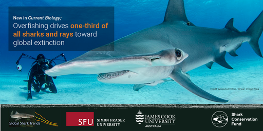 SharkAdvocates's tweet photo. BREAKING: A third of shark, ray &amp; chimaera species now classified on @IUCNRedList as threatened with extinction. #GlobalSharkStatus study out today in @CurrentBiology documents declines, urges conservation action: https://t.co/CfkQwp9Tr0 #IUCNCongress #WakeUpCall #SaveSharks https://t.co/4Kpp8m2EqZ