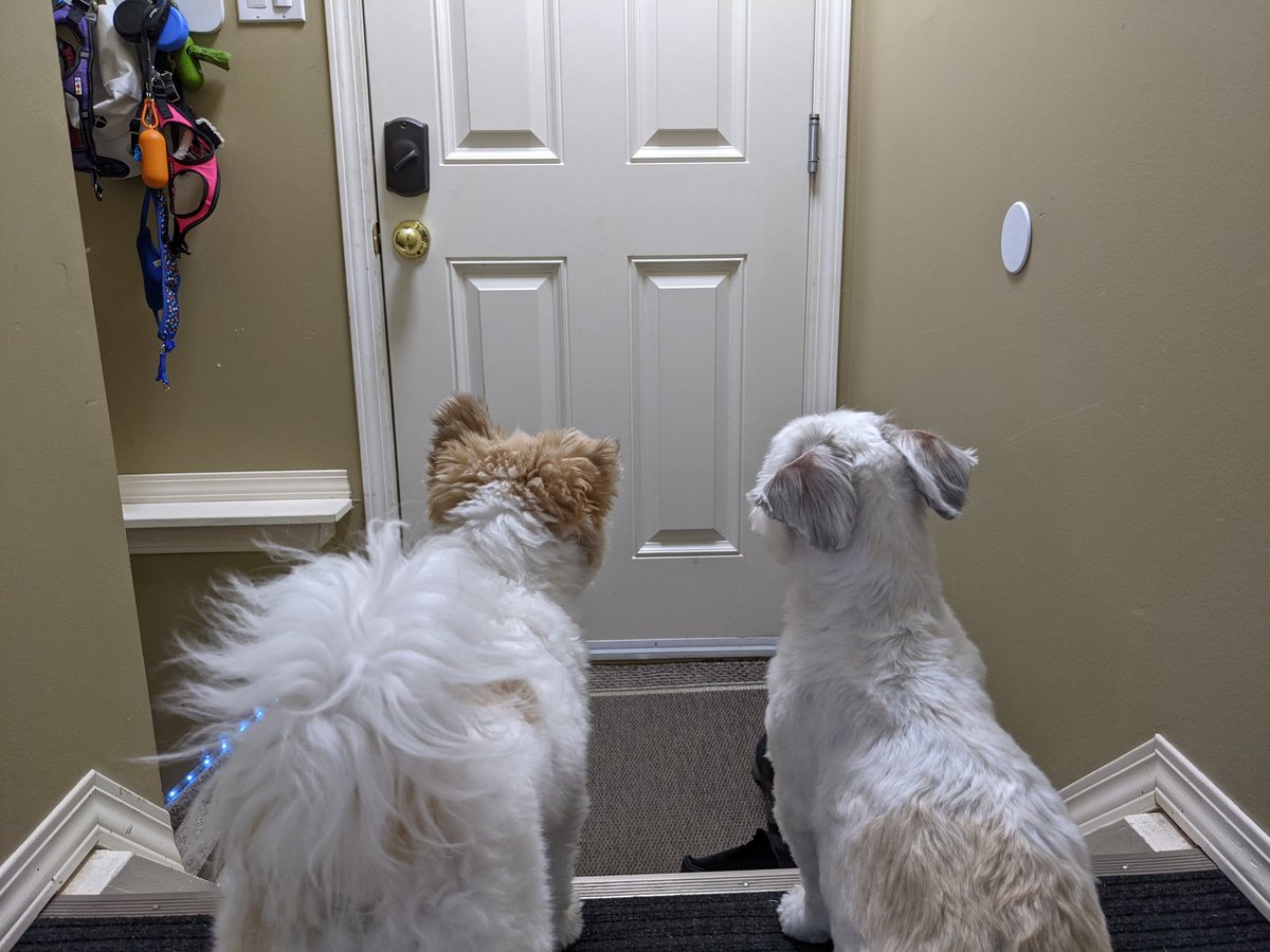 Waiting patiently for mom to come home and bring us treats!!