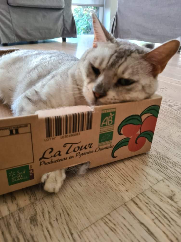 AstonGunjan's tweet photo. Le panier préféré de Gunjan https://t.co/YTVrC5apVR