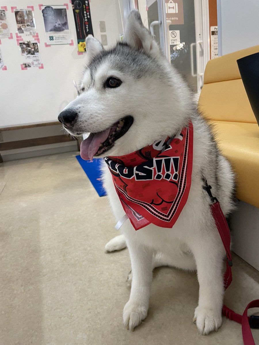 行き先が病院だと分かっていない時と病院に着いた時の犬さんのこの表情の差よ こんな分かりやすい顔するの Togetter 行き先が病院だと分かっていない時と病院に着いた時の犬さんのこの表情の差よ こんな分かりやすい顔するの Togetter