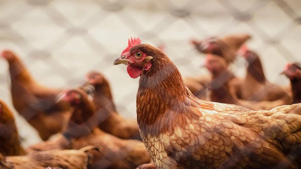 The UK’s Chief Veterinary Office has announced that international standards have been met to declare the UK free from #birdflu. However, she has reiterated calls for all #poultrykeepers to remain vigilant for signs of the disease as we move into this coming winter. 🇬🇧