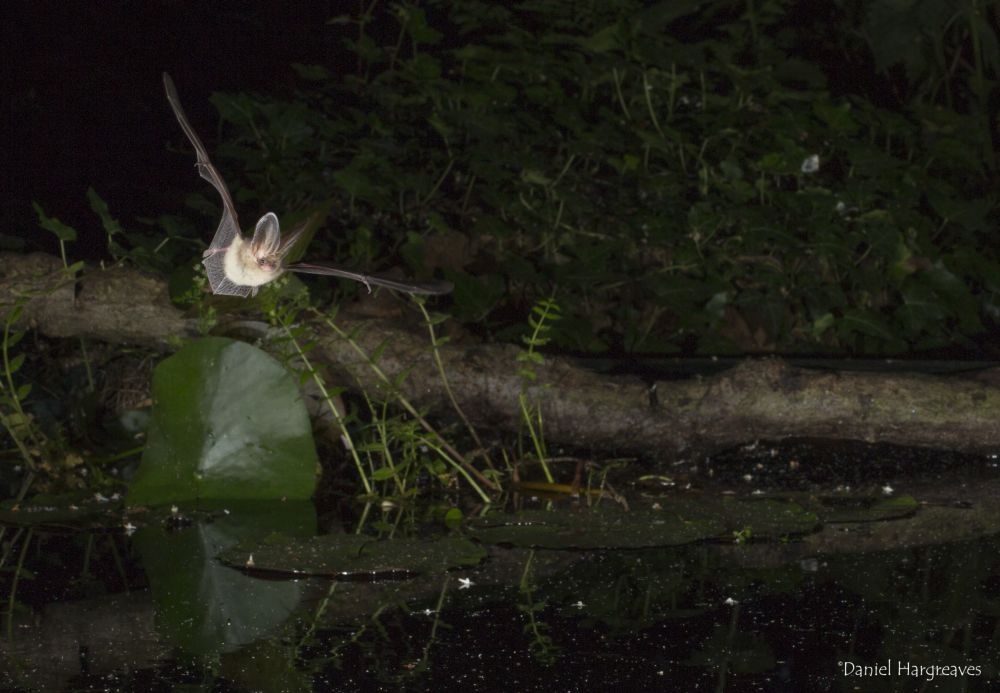 Imagine a summer night sky, seeing our dancing #bats hunting for insects. 
After providing for your loved ones, please consider leaving @_BCT_  a gift in your will so that we can continue to enjoy bats for many generations to come bats.org.uk/support-bats/l… #RememberACharityWeek