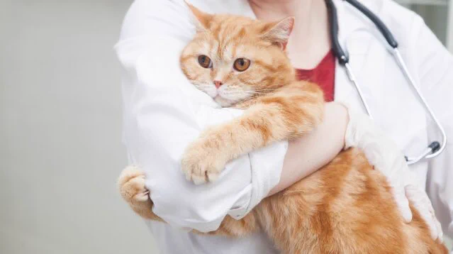 猫の飼い主さんにぜひ知っておいてほしい！「特発性膀胱炎」を予防するための方法！