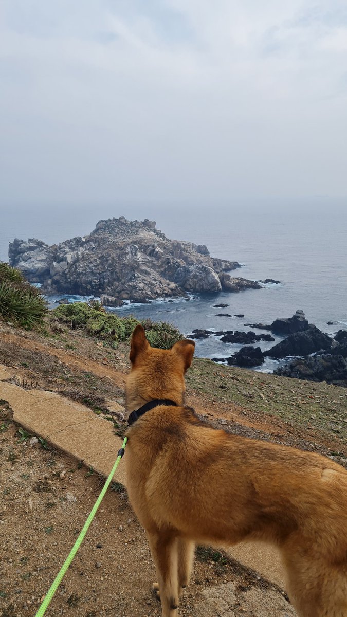 azabache_cris's tweet photo. Fue el ultimo paseo de pirañita antes de irse a su hogar definitivo, fue hermoso ganarle al #distemper , ahora se llama zeus 😍 #AdoptaNoCompres #AdopcionResponsable #lagunaverdevalparaiso https://t.co/GphjPVGWy2