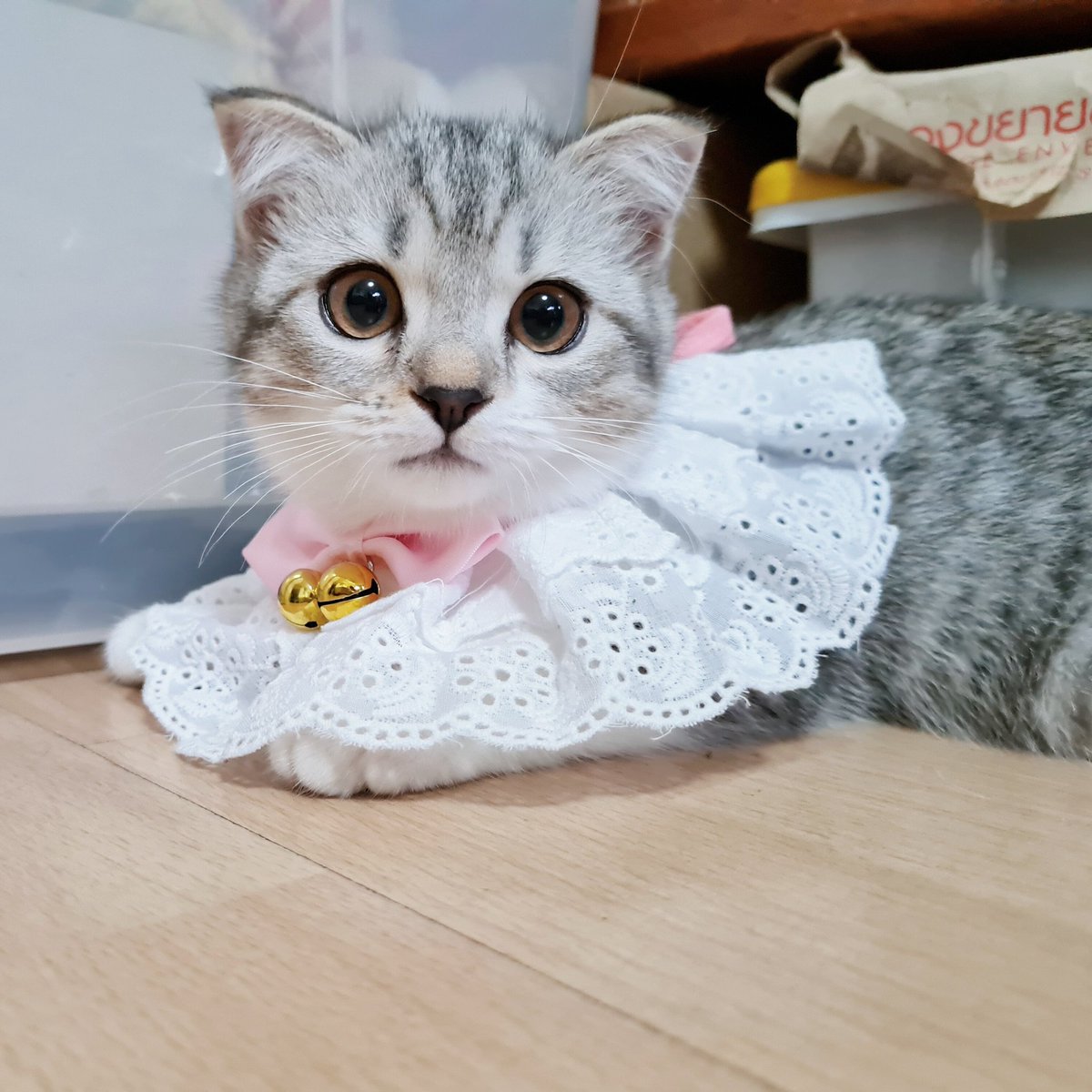 smaisiam's tweet photo. วันนี้พัมเป็นคุณหนูพึมพัมม 💗🥺🤏🏻🐨  พิซิ้มส่งของมาให้หนูพัมเยอะเยยย @maeyukcham ขอบคุงนะค๊าาา https://t.co/wO5PwrUjnv