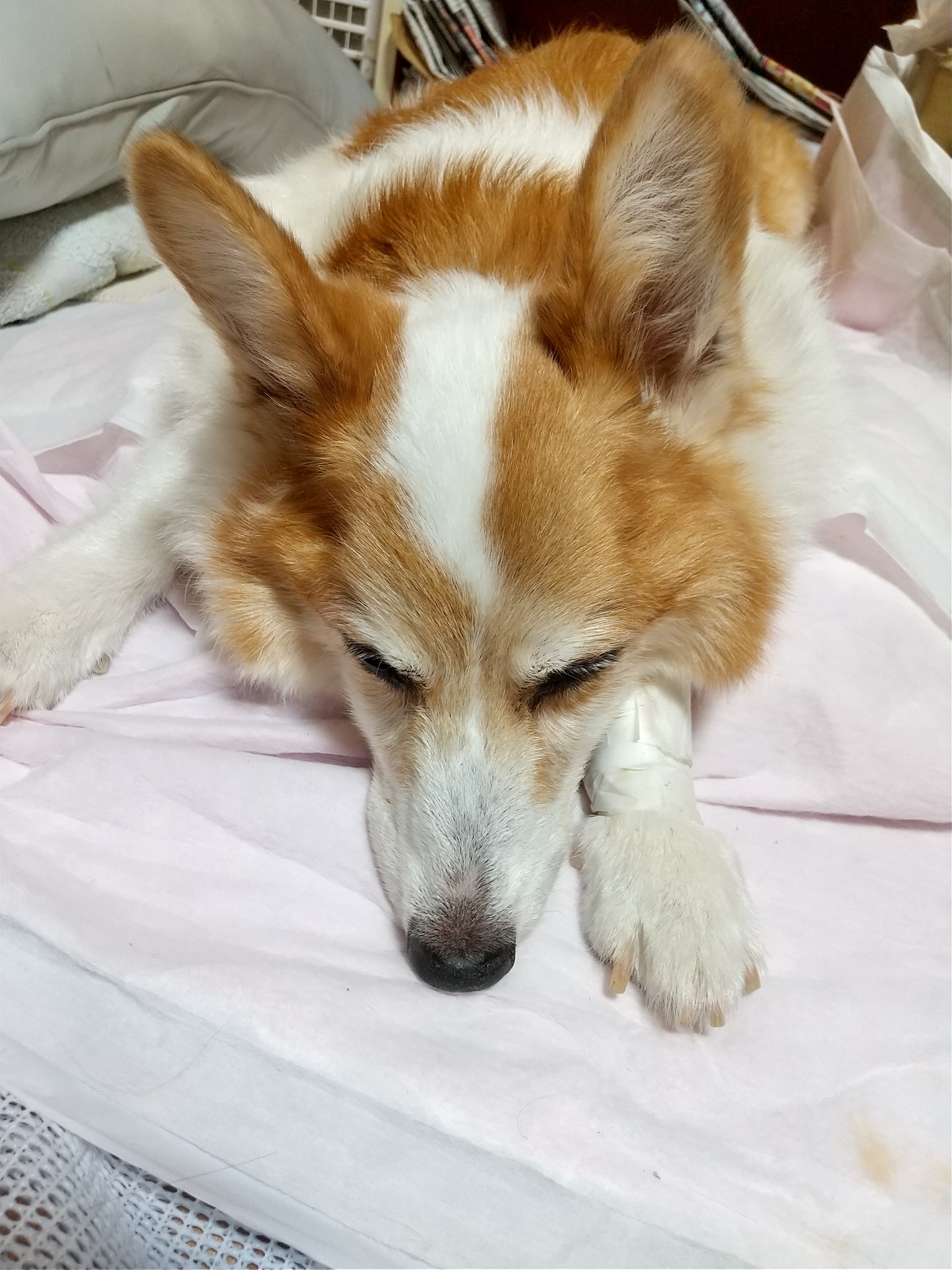 老犬ココアちゃんの介護日記 Lovemycocoa2525 Twitter