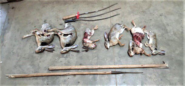 Committed to end wildlife crime!

On intelligence of <a href="/WCCBHQ/">Wildlife Crime Control Bureau</a>, five hunters were arrested and six killed Hares &amp; hunting weapons were seized by Sivagangai Forest Division (TNFD), on 05-09-2021.