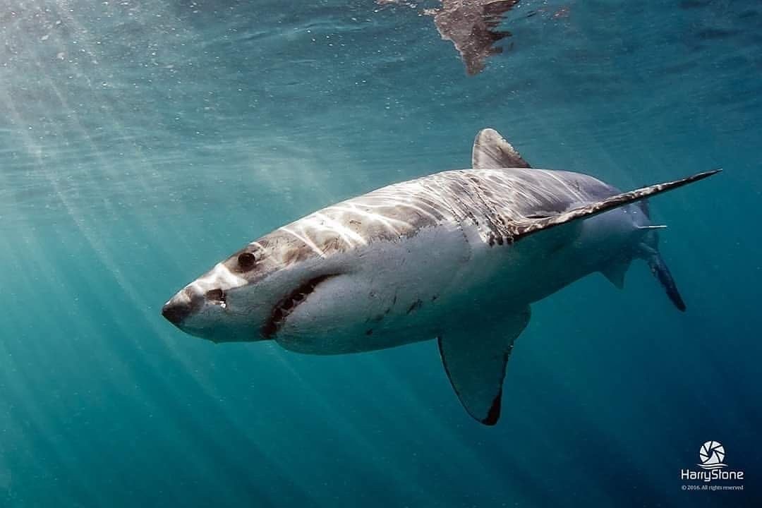 White Shark Projects (@wsprojects) on Twitter photo Beautiful weather coming on Wednesday and we have a trip launching at 8am with spaces available! Everyday on the ocean is different. Don’t miss out, book now and cage-dive with a conscience ❤️🦈🇿🇦
whitesharkprojects.co.za #whitesharkprojects
📸 <a href="/harrystone/">Harry Stone</a> Beautiful weather coming on Wednesday and we have a trip launching at 8am with spaces available! Everyday on the ocean is different. Don’t miss out, book now and cage-dive with a conscience ❤️🦈🇿🇦
whitesharkprojects.co.za #whitesharkprojects
📸 <a href="/harrystone/">Harry Stone</a>