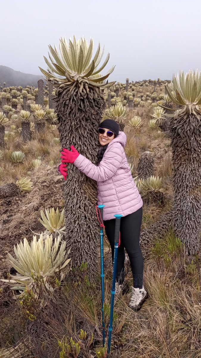 AndRamosGomez's tweet photo. Abrazo un árbol, te da energías, es una terapia natural. Inmediatamente yo cada vez que veo frailejones grandes. Espeletia Nativa de Colombia. 

valle de frailejones PNN los nevados - Nevado del Tolima. (Dulima). https://t.co/kzzjXl137G