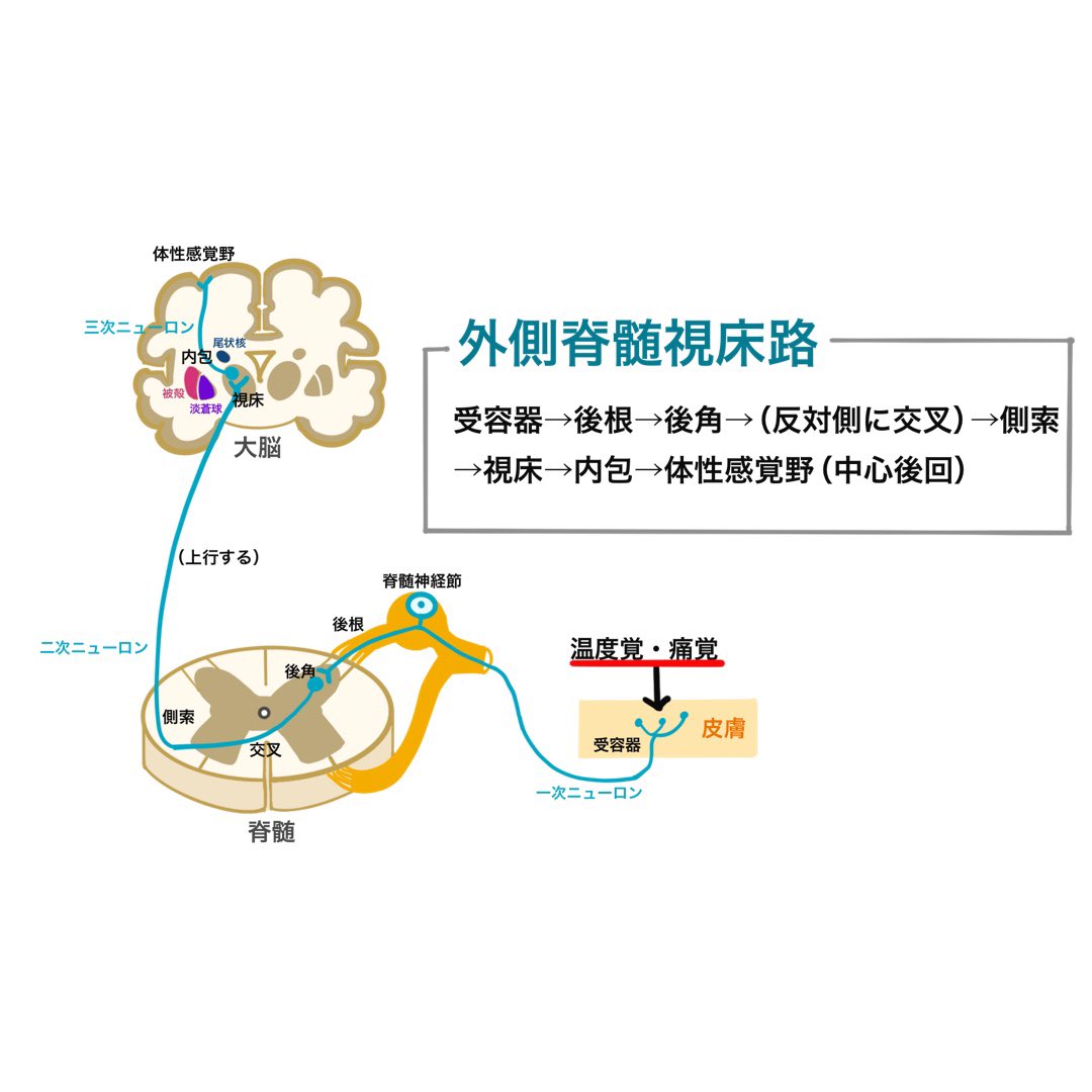 ゴロ 解剖生理イラスト イラストで分かる 外側脊髄視床路 温痛覚 T Co Yqpuiyy3dy Twitter