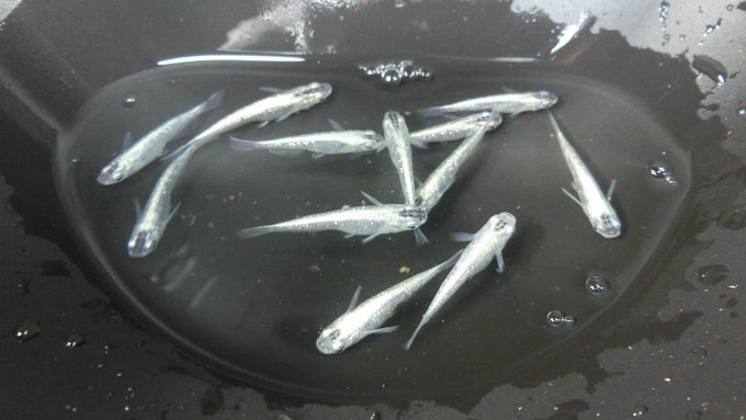 Hiraisomedaka1さんのイラストまとめ