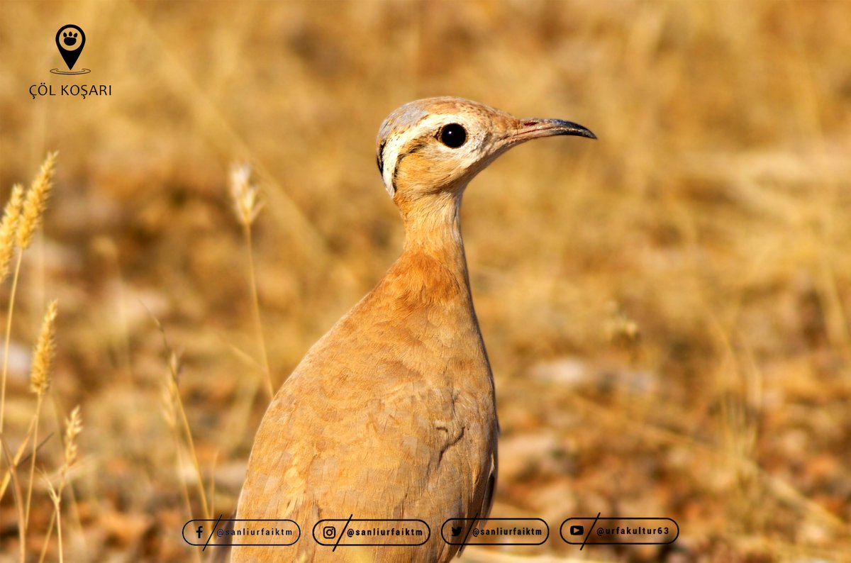 SanliurfaIKTM's tweet photo. Çöl Koşarı
#Çölkoşarı #CursoriusCursor #Meropidae #FıratNehri #mezopotamya #mesopotamia #bird #Wildlife #Sanliurfa #goturkiye #visiturfa #göbeklitepe #karahantepe #tga #hayvanlar #vahsidoga #animals #wildnature #sanliurfaiktm #nationalgeographic #nationalgeographicwild #discovery https://t.co/PjGM0WxGQr