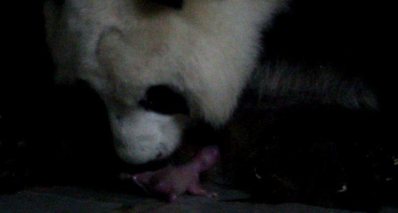 ZoosdelMundo's tweet image. 🔴 #ÚLTIMAHORA: El Zoo Aquarium de Madrid anuncia el nacimiento de dos crías de panda gigante.

Son els sexto y séptimo cachorro de panda nacido en el parque desde 2010, cuando Hua Zui Ba también dió a luz a gemelos.