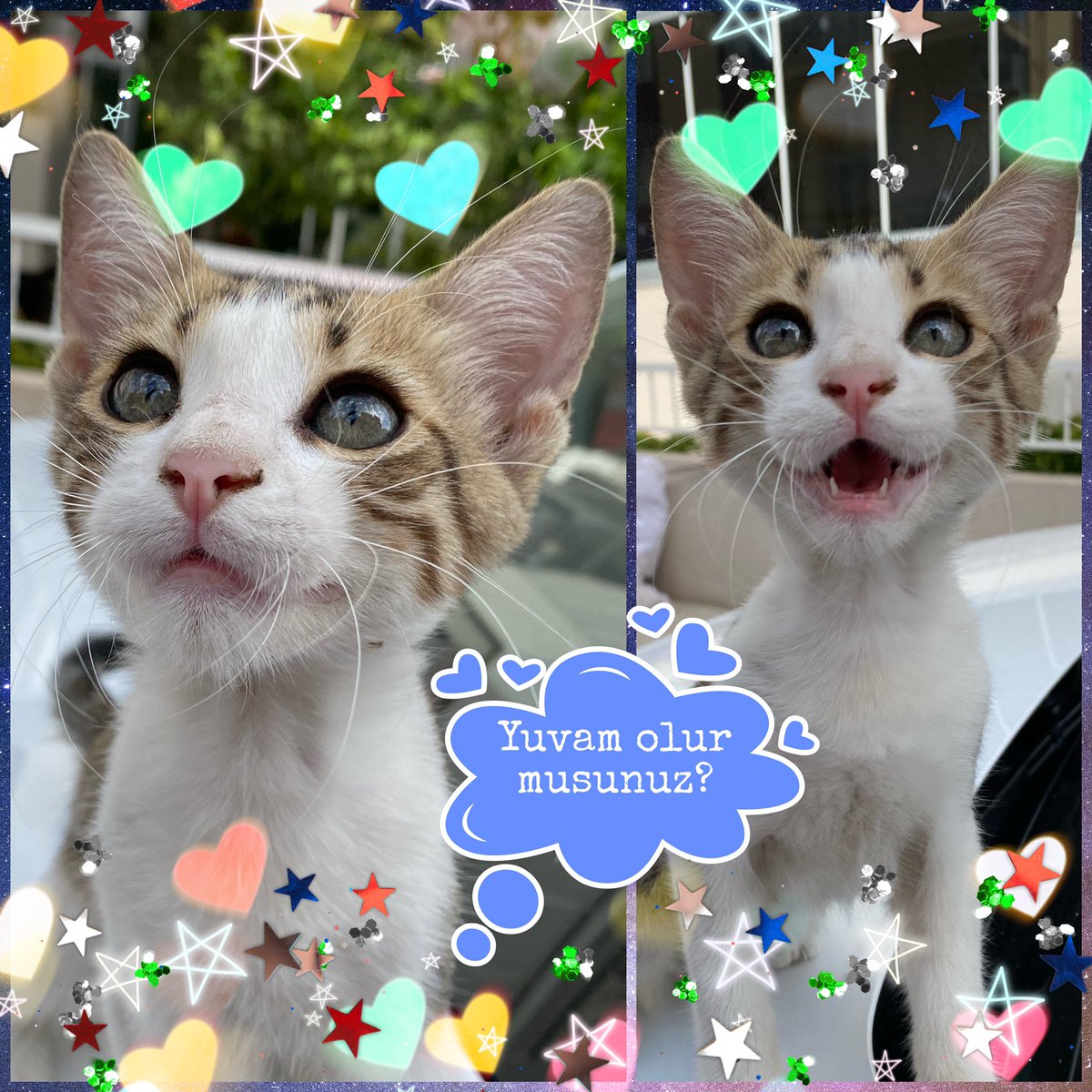 ⚠️♥️🍀SEVGİ DOLU KOKO YUVA ARIYOR🍀♥️⚠️

📍İZMİR (ULAŞIM SAĞLANIR)

☎️ 0507 458 41 35

🚨Koko sevgi dolu, sosyal 3.5 aylık aşılı ve kum eğitimli bir oğlan. Sokakta çok korkuyor, sevgiye muhtaç. Kış gelmeden onu çok sevecek ailesini arıyor.

🆘⚠️❌SOKAKTA YAPAMAZ, ACİL YUVA❌⚠️🆘