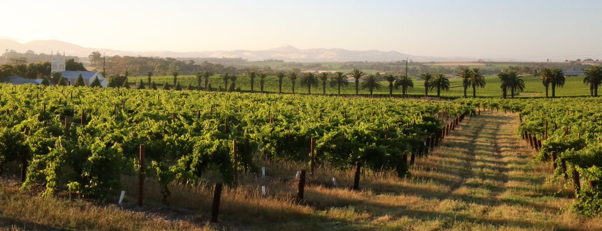 Think you're getting the best price for your wine buys? My latest findings might surprise you. In assembling my Top 30 for $30, have a guess who came up trumps with the best price three-quarters of the time: cellar doors, independents or chain stores? tysonstelzer.com/top-30-for-30/