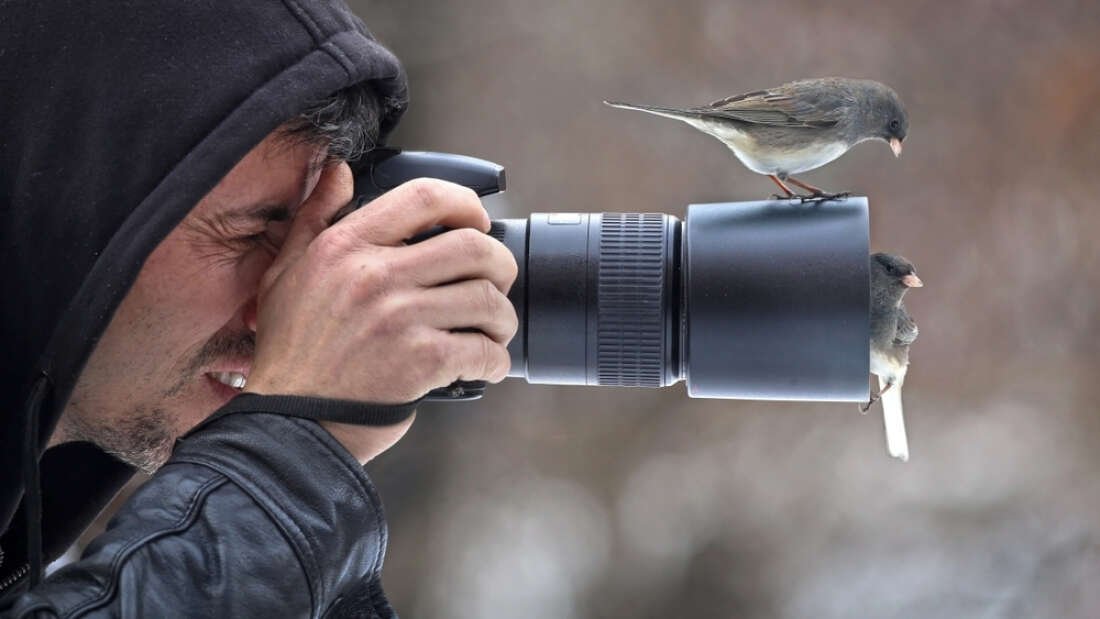 Thread Of Animals Interrupting Wildlife Photographers Is The Ultimate Timeline Cleanser

iflscience.com/plants-and-ani…