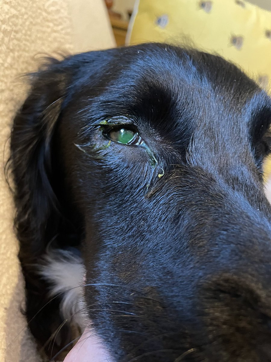 Lizardlegged's tweet image. Snap! #spanielproblems 🙈🤣