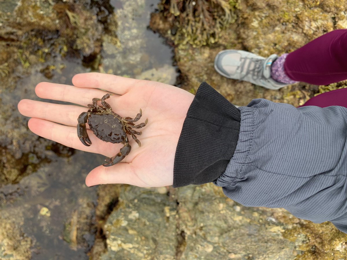 meggwardd's tweet image. Day 1&amp;amp;2 of #fieldcoursefortnight for EBE. 
Learning about the fascinating  ongoing research on sparrow and burying beetle social behaviour and parental investment, lepidopteran eyespots and their anti predation effects on avian predators, and prawn and crab colouration
