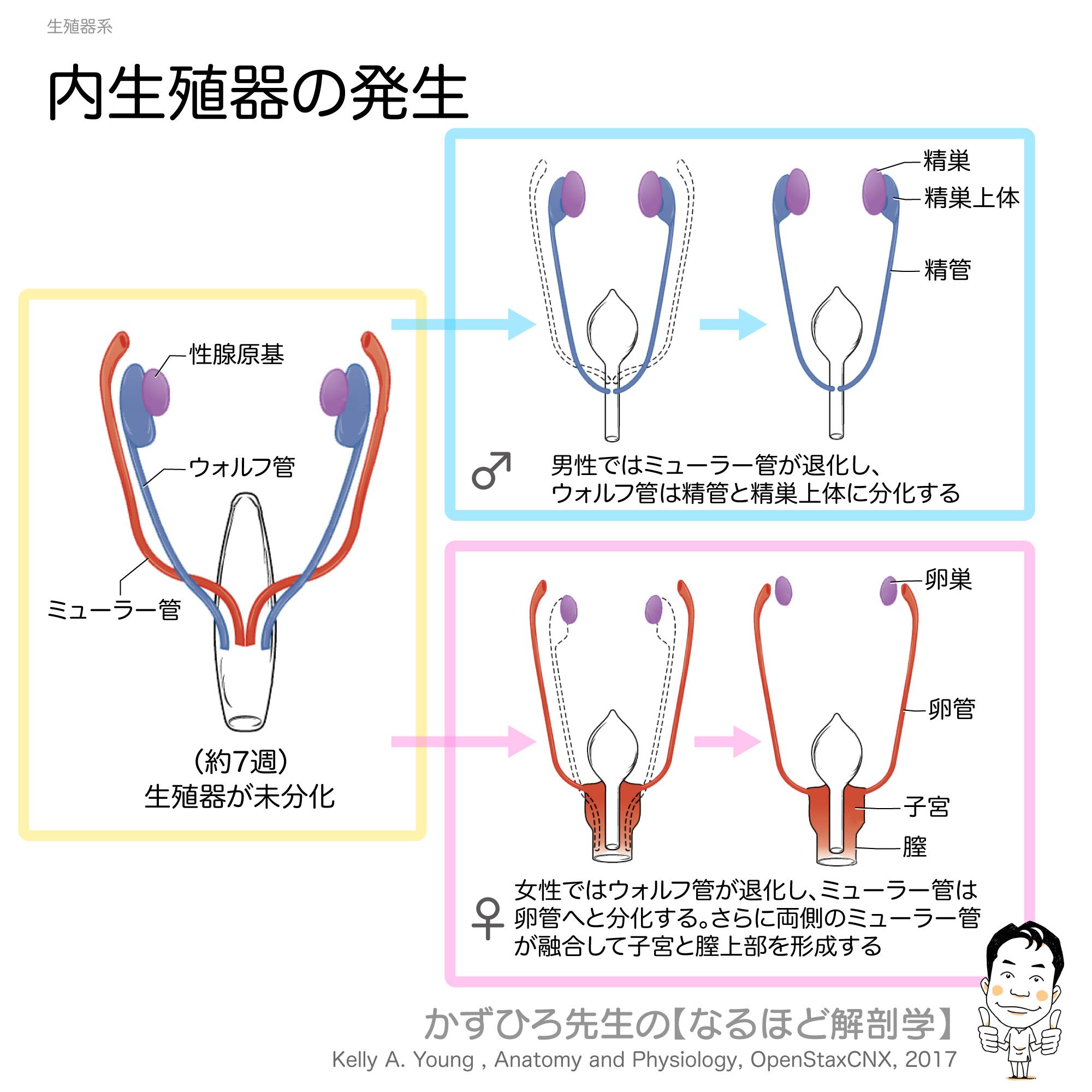 かずひろ先生 なるほど解剖学 En Twitter 内生殖器の発生 男性ではミューラー管が退化し ウォルフ管は精管と精巣上体に分化します 女性ではウォルフ管が退化し ミューラー管は卵管へと分化します さらに両側のミューラー管が融合して子宮と膣上部を形成します かずひろ先生 なるほど解剖学 En Twitter 内生殖器の発生 男性ではミューラー管が退化し ウォルフ管は精管と精巣上体に分化します 女性ではウォルフ管が退化し ミューラー管は卵管へと分化します さらに両側のミューラー管が融合して子宮と膣上部を形成します