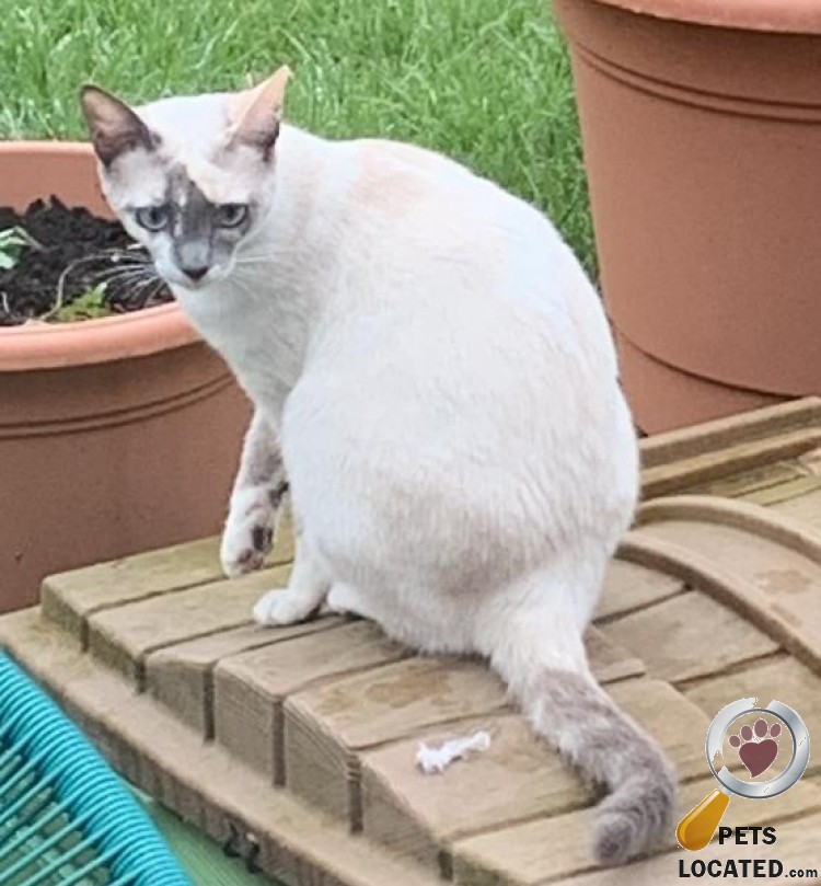 Pets Located on Twitter "White Cat lost in Selwood, Mendipeast