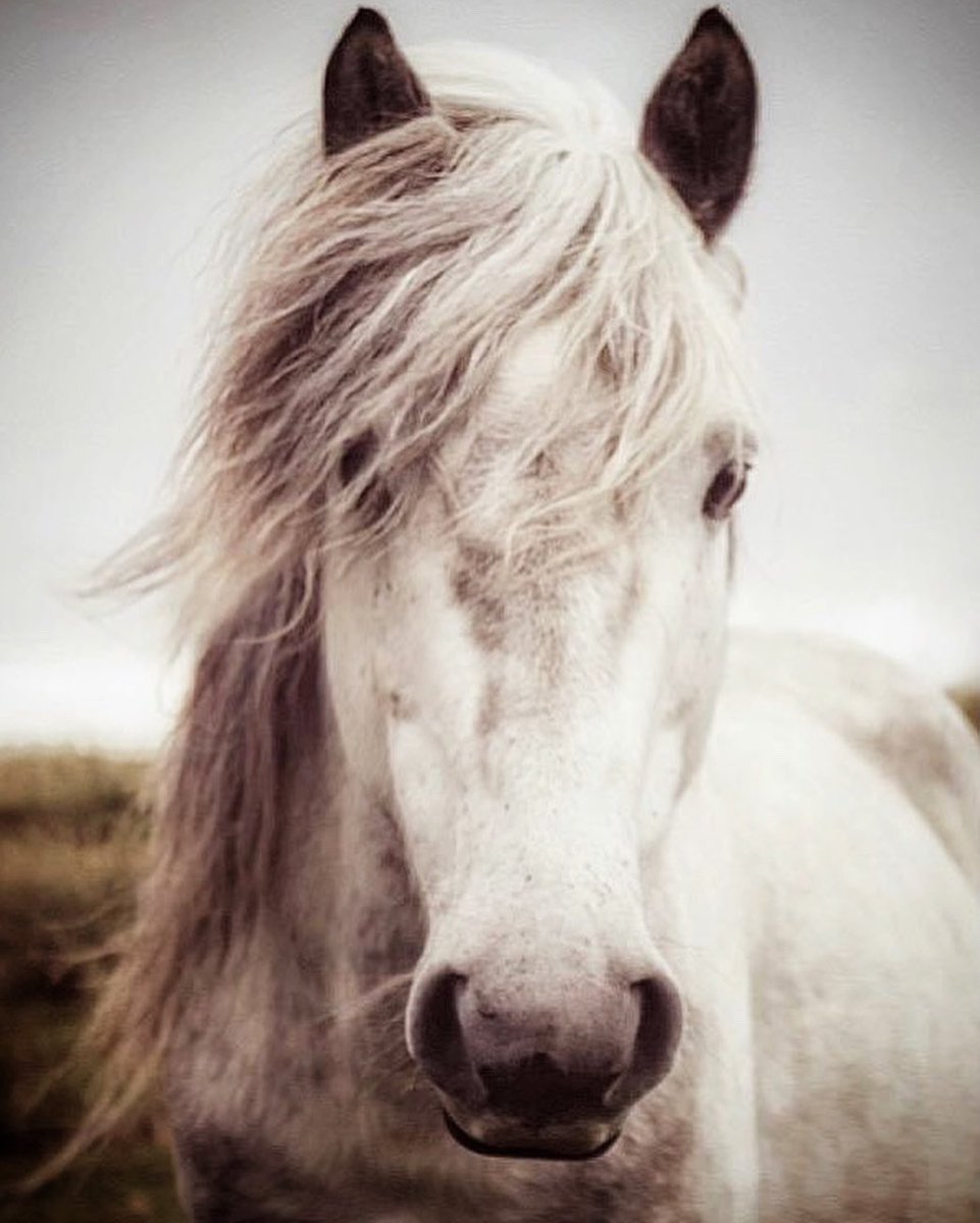 frenchscotjeff's tweet photo. #WordoftheDay

Quiescent…

   A quiet, soft spoken soul

#MondayVibes #soulword #word #horse #poetry #ThePhotoHour #jefinuist #OuterHebrides #Scotland https://t.co/6RMHoQvS4V