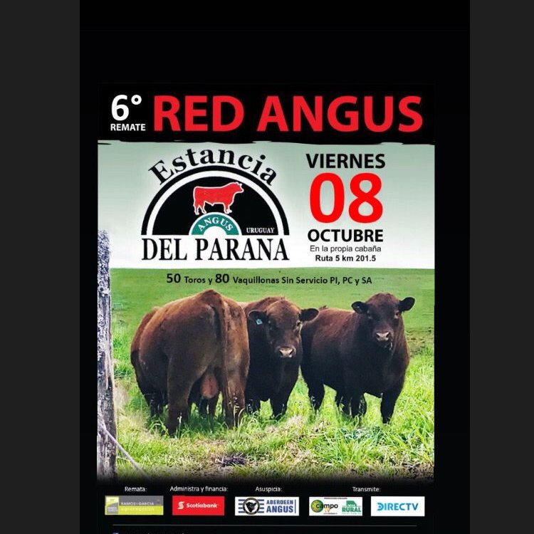 6to Remate anual RedAngus Del Parana‼️ Viernes 8/10‼️