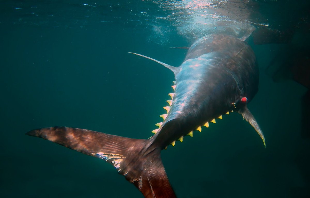 Kristi Källo (@kristikallo) on Twitter photo And just like that has the first leg of #Bluefintuna tagging in Denmark come to an end. We have managed to sample and tag 93 individuals, out of which one was also our very first recapture, tagged with a PSAT in 2020!
Photo: Lars Mikkelsen
#telemetry
<a href="/Kaa_telemetry/">Kim Aarestrup</a> <a href="/BaktoftH/">Henrik Baktoft</a> And just like that has the first leg of #Bluefintuna tagging in Denmark come to an end. We have managed to sample and tag 93 individuals, out of which one was also our very first recapture, tagged with a PSAT in 2020!
Photo: Lars Mikkelsen
#telemetry
<a href="/Kaa_telemetry/">Kim Aarestrup</a> <a href="/BaktoftH/">Henrik Baktoft</a>