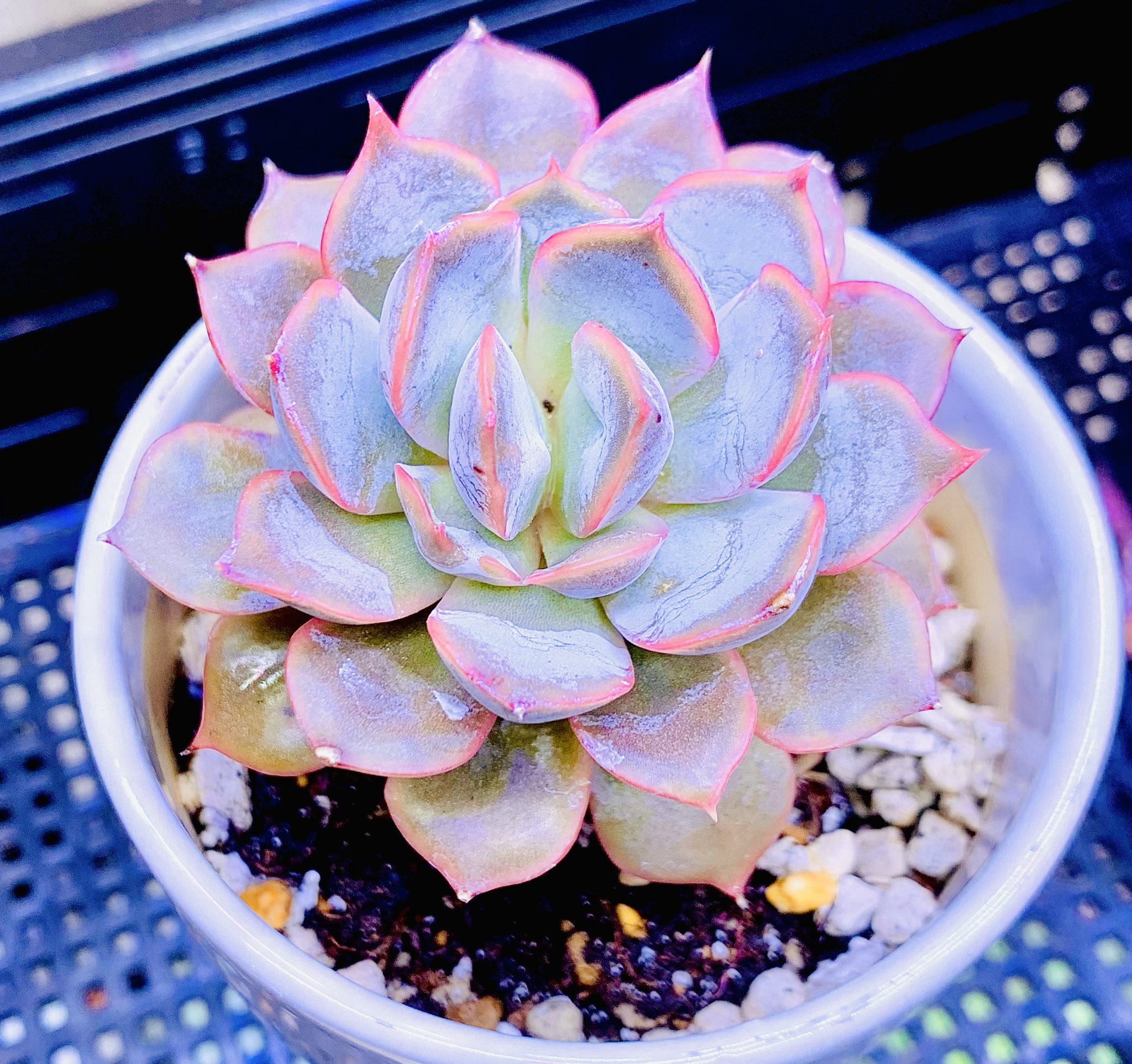 モリモリ多肉系男子 Mori2 Succulent Twitter