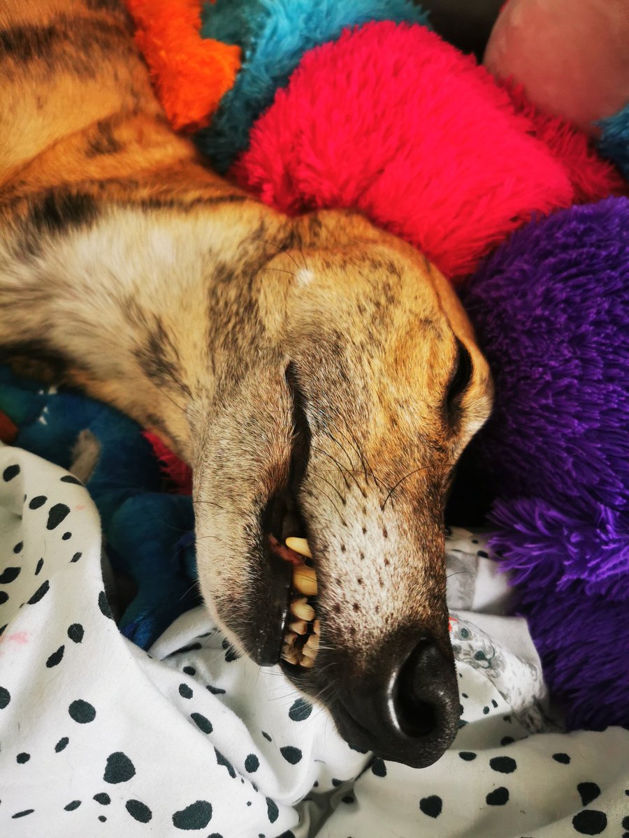 How many photos is too many photos??? 👀 #greyhound #dogsoftwitter