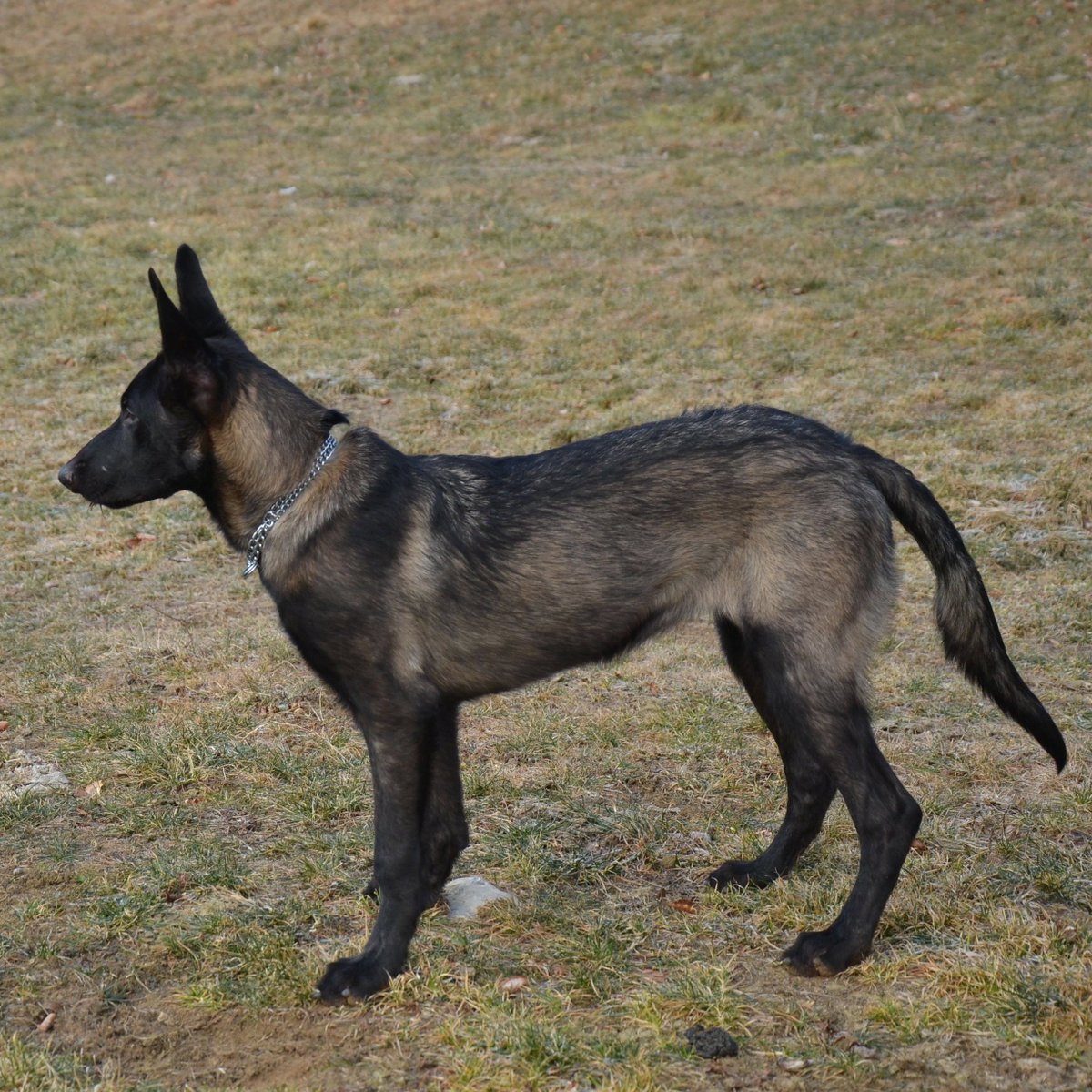 бельгийская овчарка малинуа черная. бельгия овчарка малинуа. бельгийская овчарка малинуа белая. овчарка малинуа. окрасы малинуа.