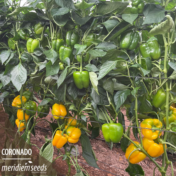 MeridiemSeedsES's tweet photo. Primeras recolecciones 🧑‍🌾👩‍🌾 de CORONADO
Trasplante del 10 de junio ☀️ en Berja (Almería)
Muy productivo desde los primeros cuajes 💪
Fruto de color intenso amarillo con calibres G-GG durante todo el ciclo 🔄 de cultivo
#MeridiemSeeds #Semillas #Coronado https://t.co/mStuReh3M1