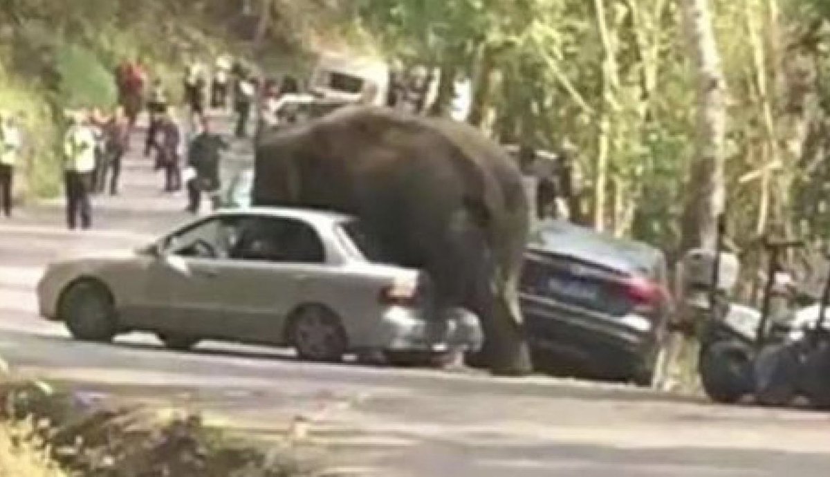 VikSavoir's tweet photo. Les éléphants sont des animaux sensibles et peuvent avoir le cœur brisé.

Ça a été le cas en 2016 en Chine lorsqu’un éléphant, après avoir perdu un combat pour une femelle, s’est mis en colère et a détruit 19 voitures.

Ces animaux peuvent même mourir d’une peine de cœur. 💔 https://t.co/X6NI0PhxnM