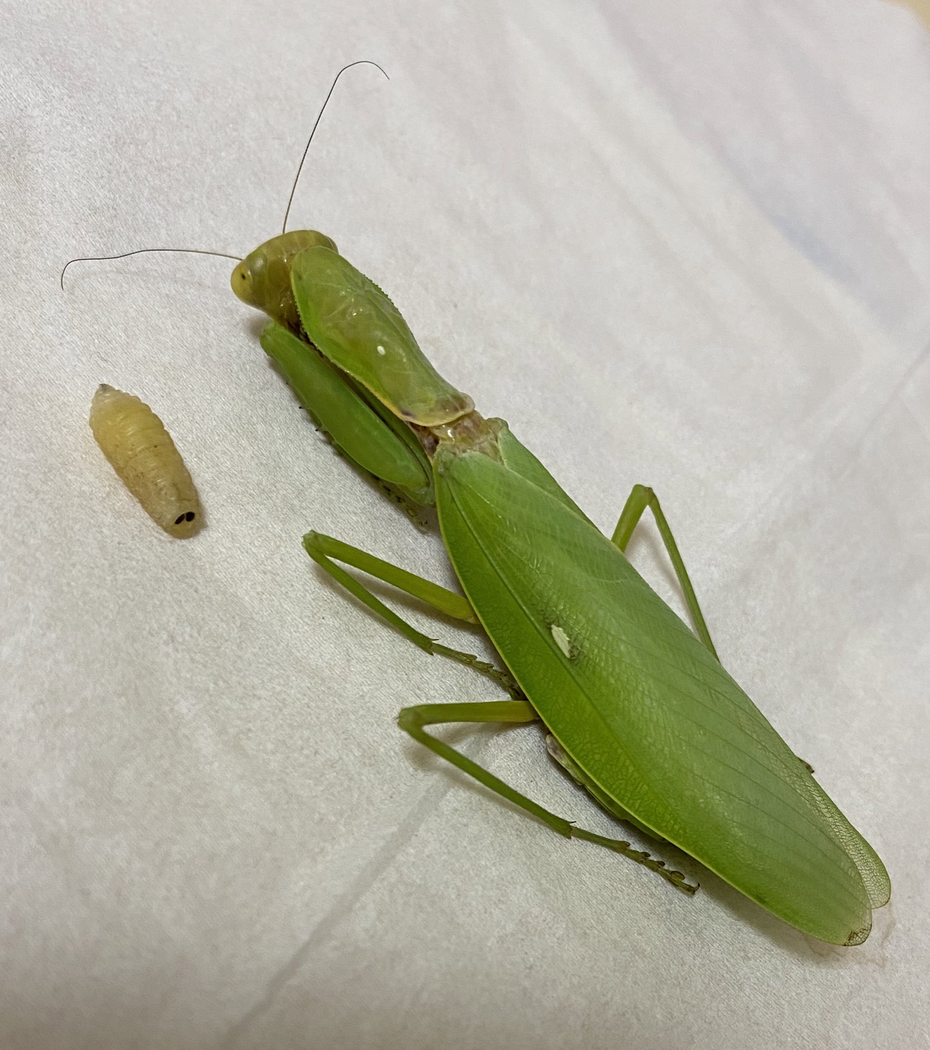 虫タマゴラス カマキリ 虫タマゴラス カマキリ
