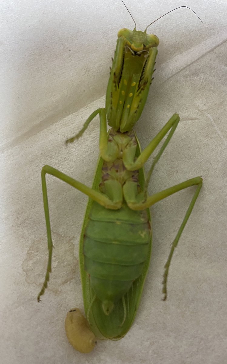マーチさん V Twitter ヤドリバエ 飼育ケースを覗いたら 野外採集個体のハラビロカマキリが急死しておりました その下には ヤドリバエ カマキリ ハラビロカマキリ 昆虫 寄生虫