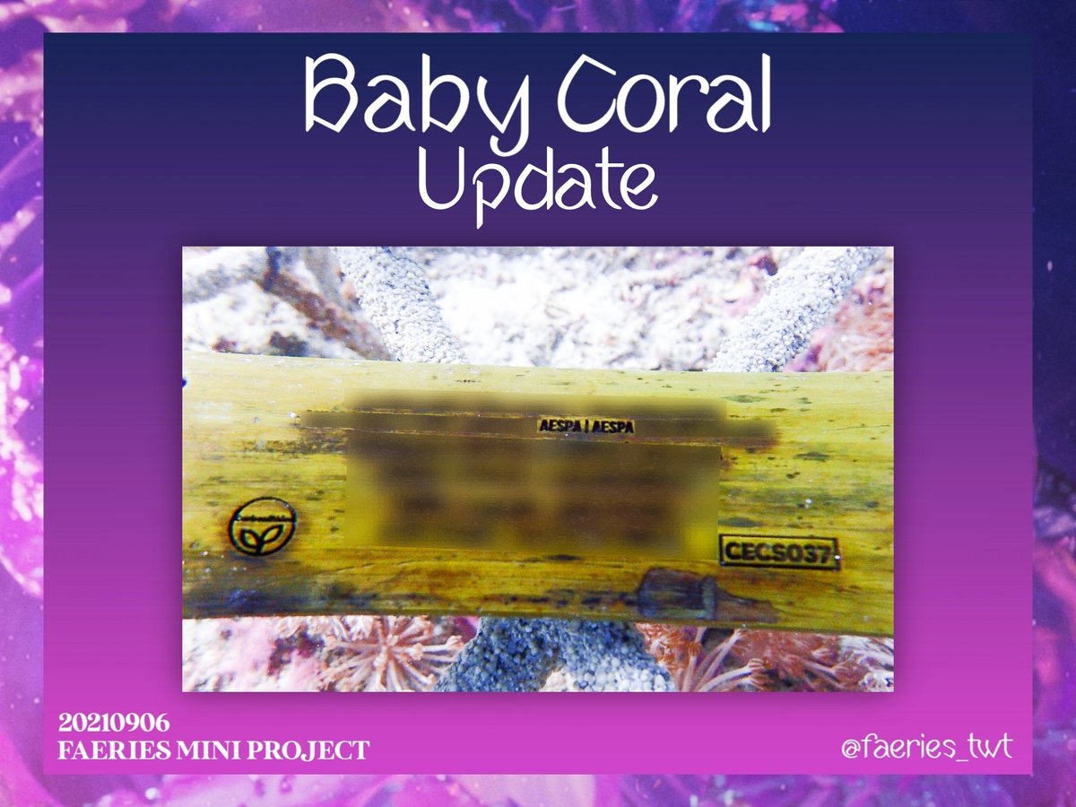 Hello guys!

According to the previous mini-project, we're back in September. Finally, 'aespa' baby coral was transplanted in Indonesian sea. These are some photos documented by Carbon Ethics.

#aespa #ClimateAction #CarbonOffset #CoastalProtection