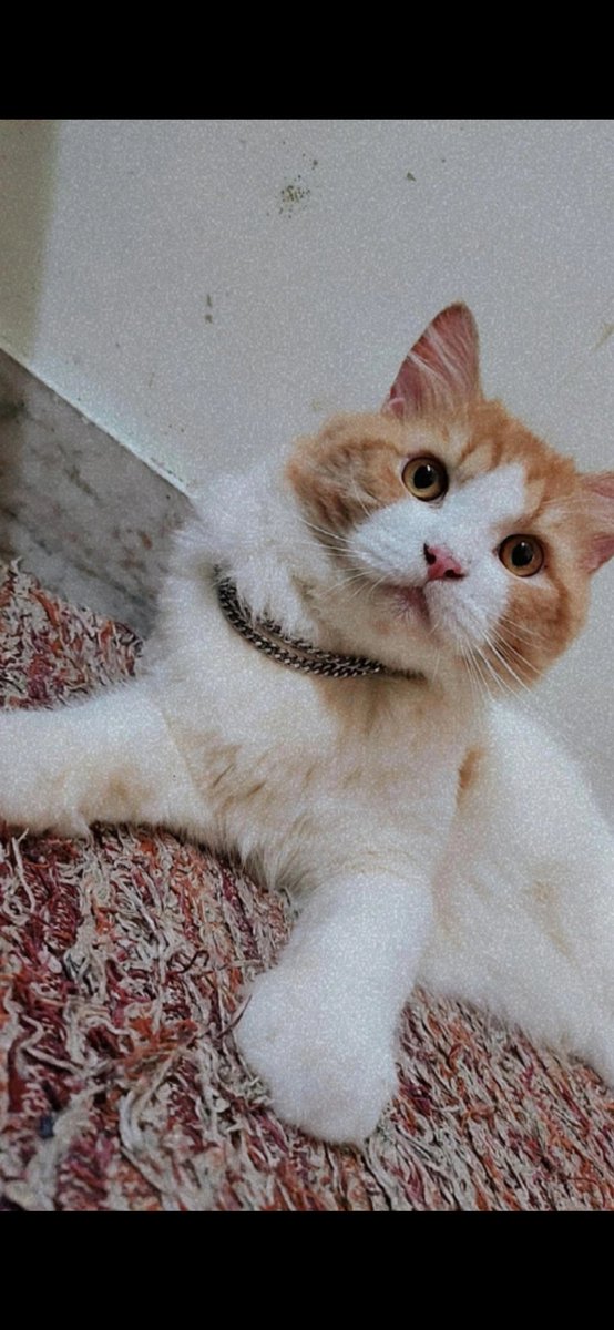 LivingShiro's tweet photo. Hello everyone😺
Will you follow me and be my furriend🥺?
#newontwitter #CatsOfTwitter 
#catsofinstagram #CatsLover 
#mynameishiro #bemyfriend
#CatsEye #catsareawesome https://t.co/Njcc27O7XU