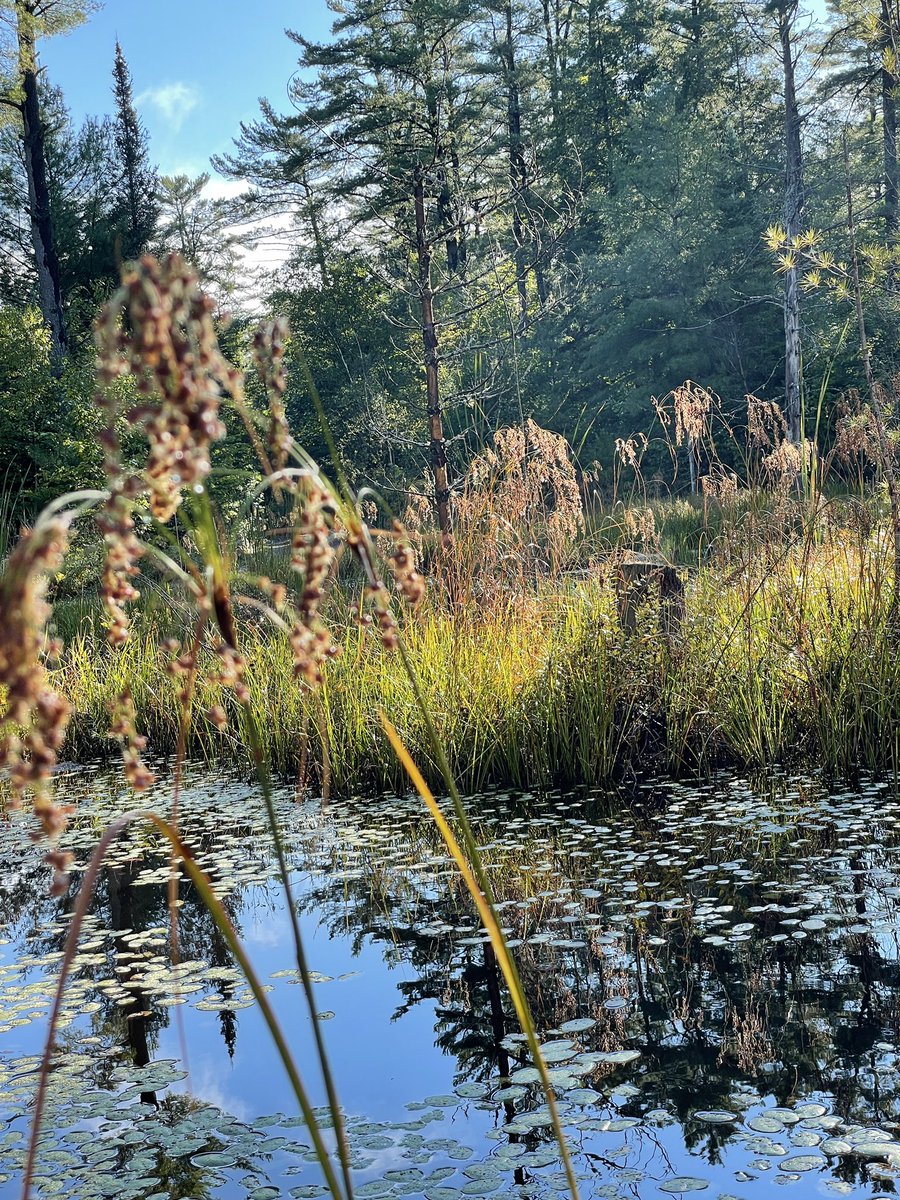 seanjamesdesign's tweet photo. Another one of my favorite native plants, and I need to use it more in my water garden landscape designs. This is #WoolGrass - Scirpus cyperinus and it looks beautiful backlit by a sunrise or sunset, especially after a rain! https://t.co/t0xwdegztK