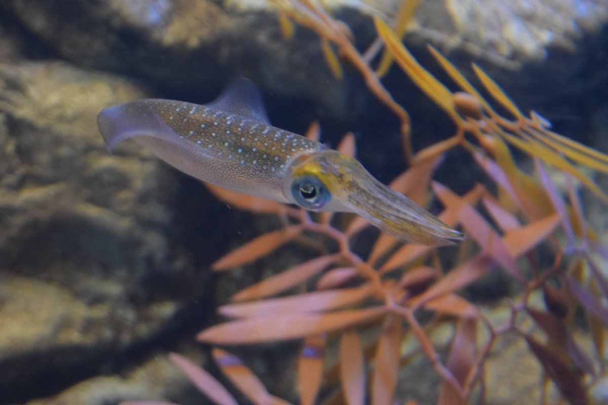 めろん おとど公認85期推し V Twitter 浅虫水族館って水槽が綺麗でみんな撮りやすかったイメージ めろん おとど公認85期推し V Twitter 浅虫水族館って水槽が綺麗でみんな撮りやすかったイメージ